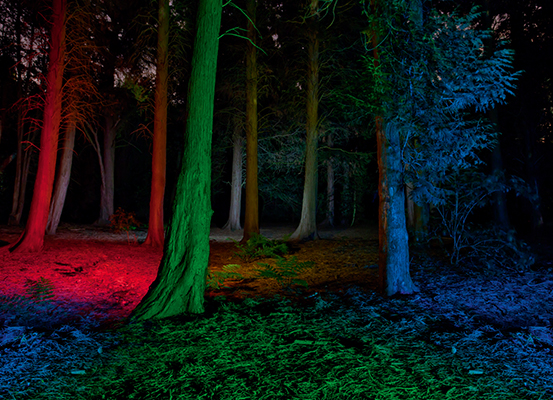 Colorfull light in the forest