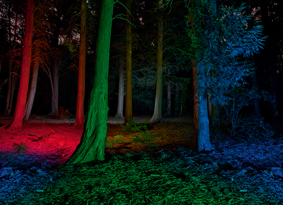 Buntes Licht im Wald